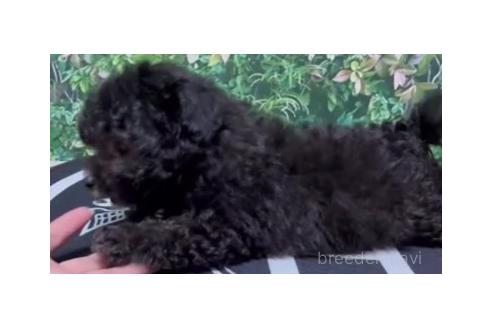 成約済の愛媛県のミックス犬-366789の5枚目